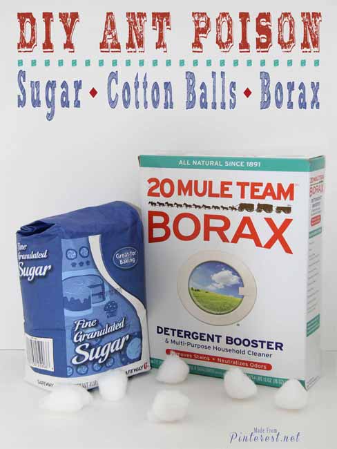 homemade ant poison with borax